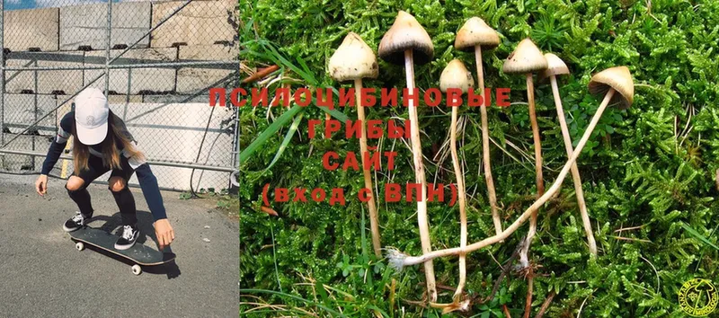 Псилоцибиновые грибы Psilocybe  дарнет шоп  Кулебаки 